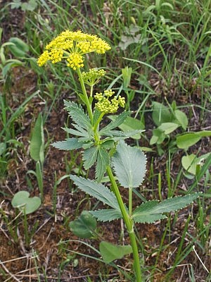 Wild parsnip is commonly found along roadsides in the Kawarthas, but is particularly pervasive right now in eastern Ontario (photo: Wikipedia)