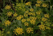 Wild parsnip, which looks similar to Queen Anne's Lace but with yellowish flowers, has toxic sap that reacts with ultraviolet light on skin to cause burns on the skin (photo: Wikipedia)