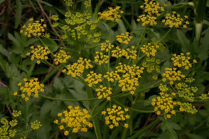 Wild parsnip, which looks similar to Queen Anne's Lace but with yellowish flowers, has toxic sap that reacts with ultraviolet light on skin to cause burns on the skin (photo: Wikipedia)