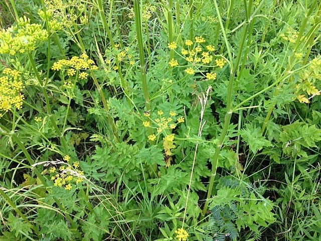 More wild parsnip (photo: Drew Monkman)