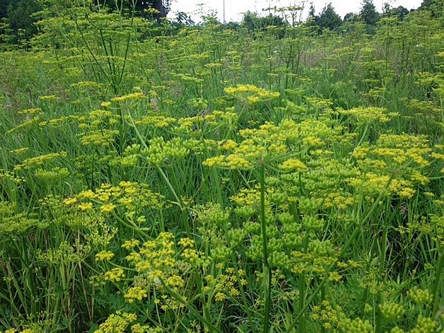 Even more wild parsnip (photo: Drew Monkman)