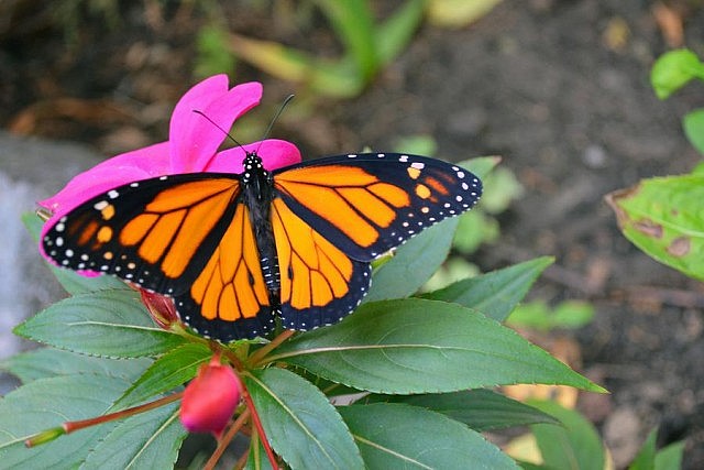 A monarch fanning its wings after hatching (photo: Joanna Gilkeson / U.S. Fish and Wildlife Service)
