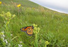 The iconic monarch butterfly has been in sharp decline in recent years. You can learn more about the life cycle and habitat of the monarch butterfly at a workshop hosted by Peterborough GreenUp later this month. (Photo: U.S. Fish and Wildlife Service)