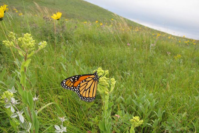 The iconic monarch butterfly has been in sharp decline in recent years. You can learn more about the life cycle and habitat of the monarch butterfly at a workshop hosted by Peterborough GreenUp later this month. (Photo: U.S. Fish and Wildlife Service)