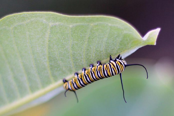 The monarch caterpillar depends on milkweed for food. In recent years, there's been less and less milkweed, especially in the United States where milkweed is killed en masse with herbicides in agricultural areas. (Photo: Courtney Celley / U.S. Fish and Wildlife Service)