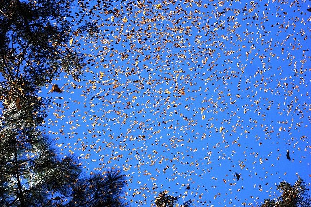 Monarch butterflies at the El Rosario Sanctuary in Michoacàn, Mèxico (Photo: Luna sin estrellas, Flickr)