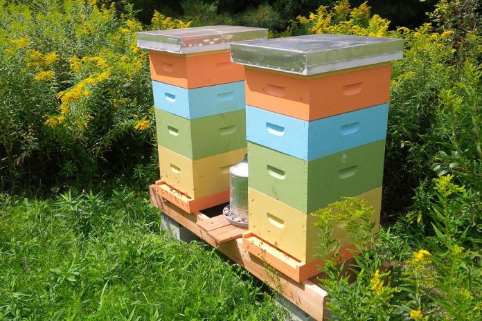 GreenUP's two bee hives at Ecology Park in Peterborough, which members of the public can visit, have become an important part of the organization's programming about the importance of pollinators (photo courtesy of GreenUP)