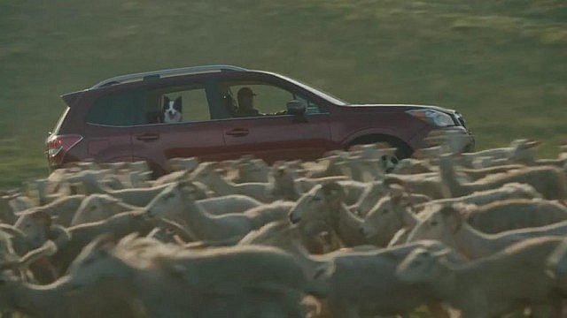 A commercial for the 2016 Subaru Forester was filmed this summer at two farms in the Kawarthas area