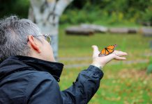 A monarch butterfly being released at GreenUP Ecology Park. You can tell this is a male butterfly as it has a black spot on each hind wing; females lack these spots. (Photo: Samantha Stephens)