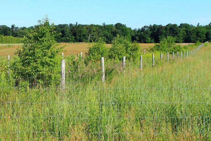 A pollinator hedgerow established on YU Ranch in Norfolk County through the Alternative Land Use Services (ALUS) program