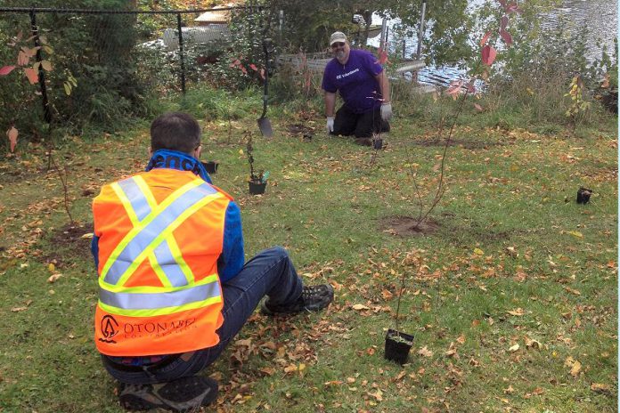 Volunteers planted red osier and silky dogwood, fragrant sumac, black-eyed Susan, and cardinal flower at James Stevenson Park to enhance the Otonabee River shoreline