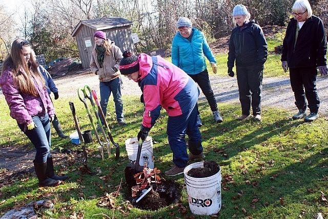Here, Ecology Park Volunteers planted a very special tree, a Bronte Oak, grown from heritage tree stock. Each volunteer took a turn at carefully placing soil around the roots. Planting a range of different tree species has been a focus at Ecology Park where a great deal of the forest canopy has been lost due to the Emerald Ash Borer.