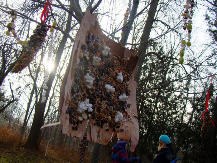 Adorning trees with healthy treats is a great way to attract birds. String grapes, cranberries, and popcorn onto strings; spread pinecones with shortening or peanut butter and roll them in a variety of seeds. (Photo courtesy of GreenUP)