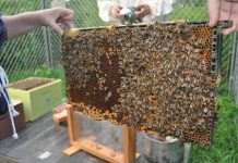 GreenUP Ecology Park's bee yard is part of their Pollen Power! children's educational program and will expand into the broader community in spring of 2016 (photo courtesy of GreenUP)