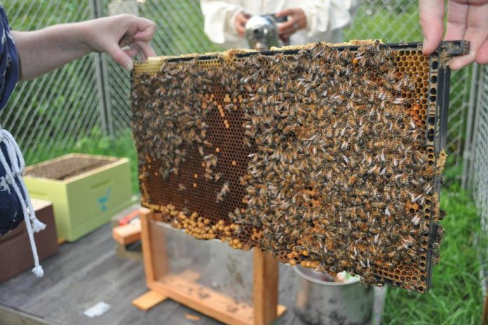 GreenUP Ecology Park's bee yard is part of their Pollen Power! children's educational program and will expand into the broader community in spring of 2016 (photo courtesy of GreenUP)