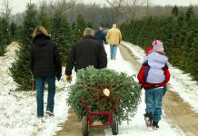 The first Saturday in December is Christmas Tree Day and, for many families, heading out to a tree farm to harvest a Christmas tree is a holiday tradition