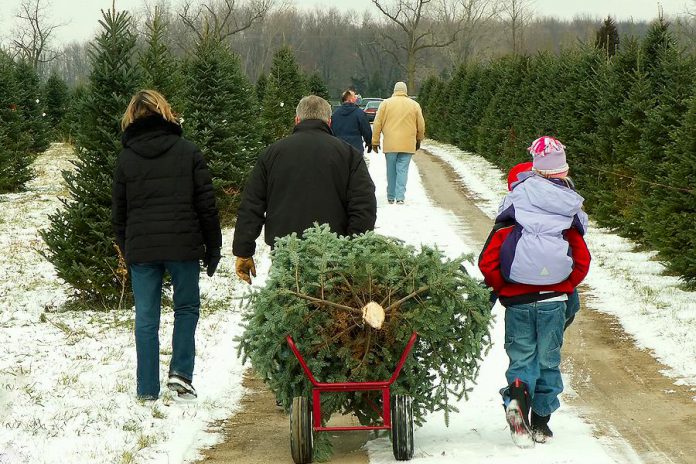 The first Saturday in December is Christmas Tree Day and, for many families, heading out to a tree farm to harvest a Christmas tree is a holiday tradition