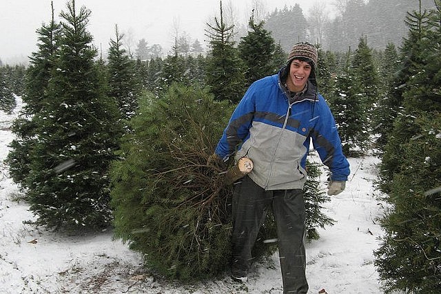 Grafton Christmas Trees, east of Cobourg, offers cut-your-own Balsam Fir and White Spruce (photo: Grafton Christmas Trees)