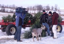 CHEX Television at Crosswind Farm last winter, when the farm began accepting discarded Christmas trees to feed their goats. Crosswind Farm is accepting discarded trees again this year. (Photo courtesy of Crosswind Farm)