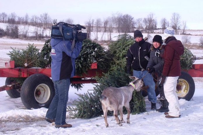 CHEX Television at Crosswind Farm last winter, when the farm began accepting discarded Christmas trees to feed their goats. Crosswind Farm is accepting discarded trees again this year. (Photo courtesy of Crosswind Farm)