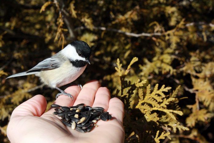 Have a date with a chickadee this Valentine's Day! Chickadees land in hand to feed at Millar Creek Conservation Area in Peterborough County. (Photo: Karen Halley)