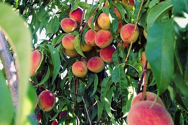 Some fruit trees, such as peaches, grow their fruit on the new wood growth that pruning encourages. Learning some key pruning skills now can bring a bountiful harvest to your trees. (Photo: Zechariah Judy</a>, Flickr)