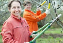 In winter, when fruit trees lay dormant without leaves, you can easily see the shape of the branches and make improvements to increase the tree's health and the fruit you will harvest.