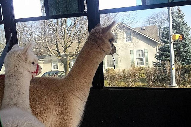 Transported in a converted handi-van, a few alpacas arrive at The Alpaca Shop at Peterborough Square every year, where they are a big hit with the kids