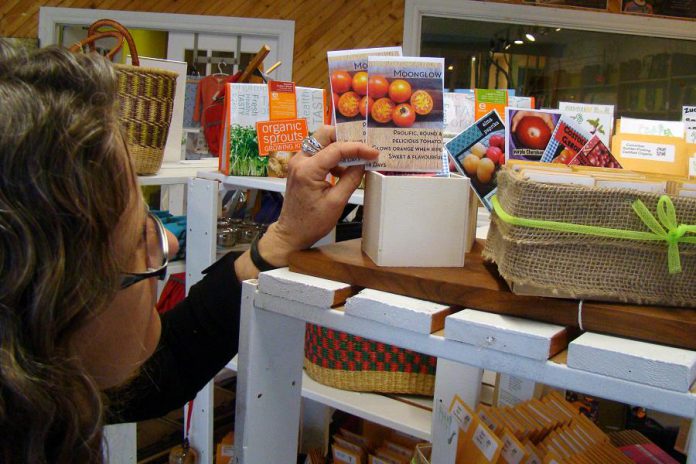 GreenUP's Ausma Clappsion stocks the shelves at the GreenUP Store and Resource Centre with varieties of heirloom tomato seeds. Also available are many varieties of untreated, non-GMO seeds including herbs, beans, beets, cucumber, zucchini, squash, radish, and more. (Photo: Karen Halley)