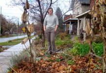 Tegan Moss has completely eliminated municipal water use by being a Water Wise gardener in the front yard of her Sherbrooke Street home. Moss plants native drought-tolerant species such as milkweed, has reduced the amount of her lawn space while increasing the amount of garden space, uses mulch to retain water, and waters only with rain collected in a rain barrel. (Photo: Heather Ray)