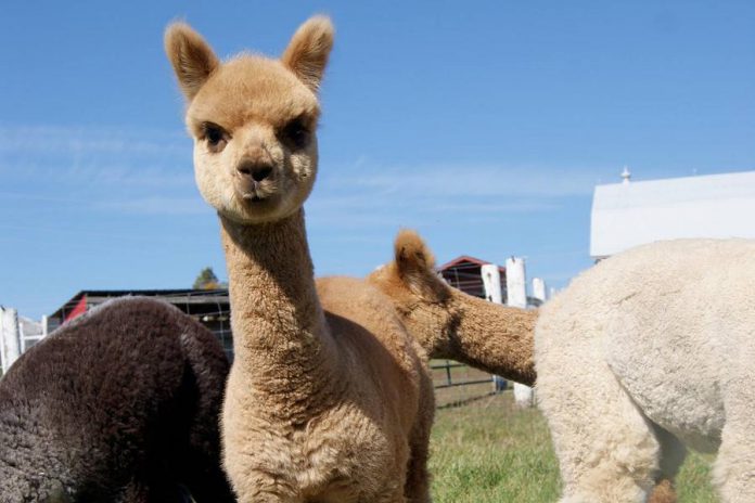 Kathy McConnell raises alpacas at Hubbert Farms while her partner Donna Simmonds helps sell retail products made from alpaca fibre at The Alpaca Shop