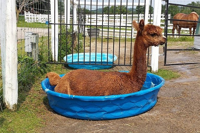 While alpacas are highly adaptable to any climate, they enjoy cooling off once in a while