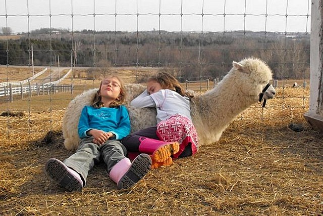 Alpacas are gentle and peaceful creatures who get along well with children, making them ideal as a herd animal on a family farm and in petting zoos