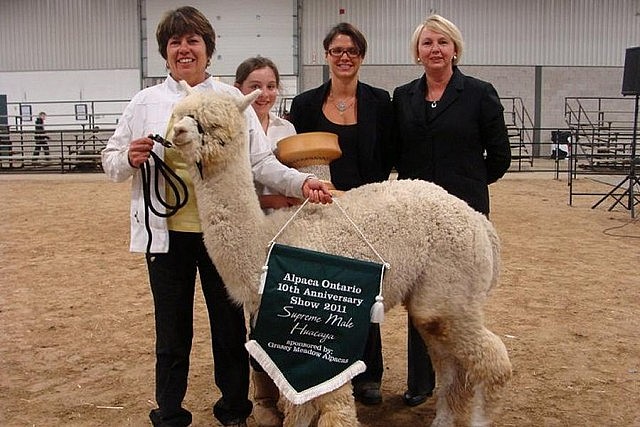As well as breeding alpacas, Kathy and Donna also show them at alpaca shows, earning the "Best in Show" award seven times in the past four years