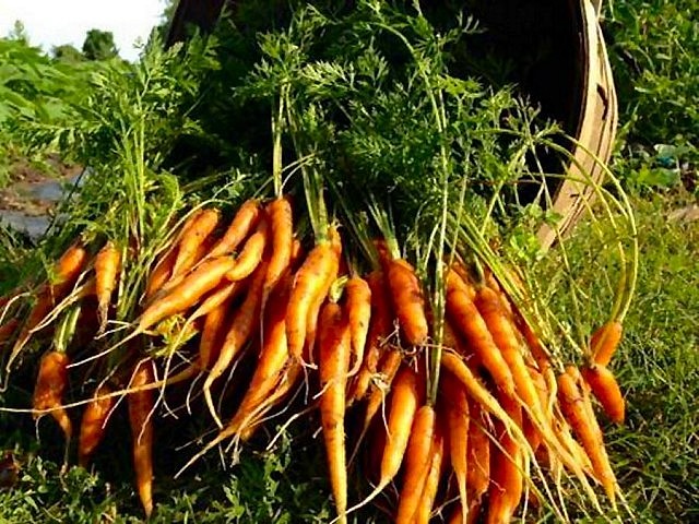 One of the winners at the inaugural Sustainable Peterborough awards, Elmhirst's Resort harvests between as many as 7,000 pounds of vegetables per year, which they use to create innovative menu items (photo: Elmhirst's Resort)