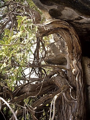 Ontario's oldest living tree, a 1,316-year-old eastern white cedar on the Niagara Escarpment (photo: Peter Kelly, from The Last Stand)