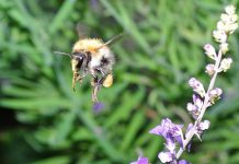 A pollen-laden bumblebee in flight. Bumblebee species are declining around the world. (Photo: Pahazzard / Wikipedia)
