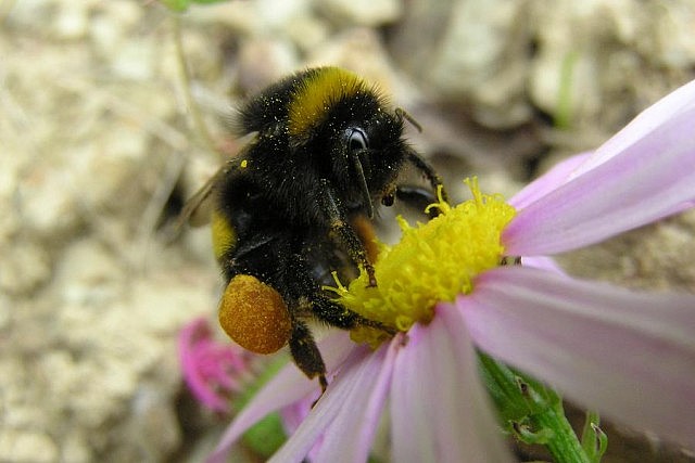 A bumblebee in New Zealand harvesting pollen; the pollen baskets on their hind legs can hold as many as a million grains of pollen (photo: Tony Wills / Wikipedia)