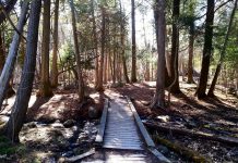 A new study has identified an old-growth forest along the shores of Jackson Creek in Peterborough (photo courtesy of Ancient Forest Exploration & Research)