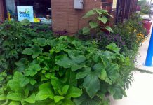 Even a small garden bed can bring beauty to your living space and great bounty to your dinner table. Narrow raised beds alongside the The GreenUP Store in downtown Peterborough flourished last summer with species of squash, tomato, sunflowers, and herbs. (Photo: GreenUP)