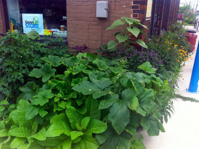 Even a small garden bed can bring beauty to your living space and great bounty to your dinner table. Narrow raised beds alongside the The GreenUP Store in downtown Peterborough flourished last summer with species of squash, tomato, sunflowers, and herbs. (Photo: GreenUP)