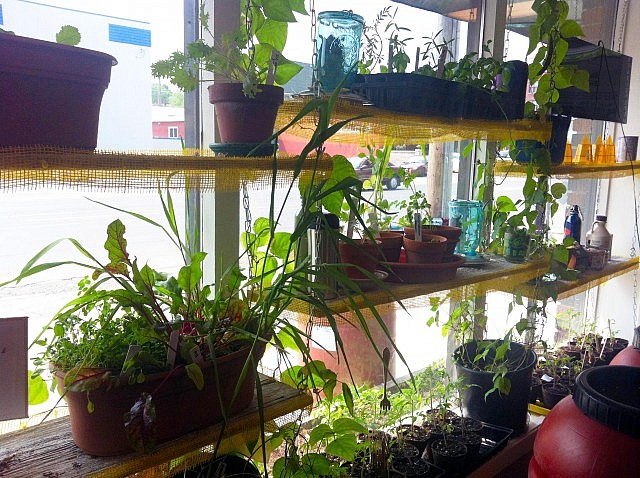 Potted herbs, vines, and veggies planted in the windows at The GreenUP Store creat visual appeal while demonstrating the great potential of a window garden. (Photo: GreenUP)