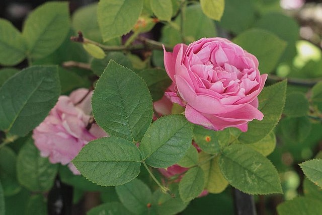 "Roses have just begun to bloom in the Kawarthas. They are a lovely flower that people can easily identify and frequently have growing in their gardens. Rose petals are a beautiful way to add colour to salads or a floral flavour to baked goods. I love making rose honey to add to my tea or spread on toast" - Courtney Jeffrey  (Photo: Nadia Tan/Art of Awareness)