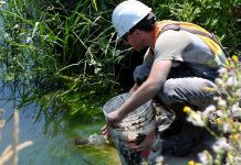 Biologist Dan Stuart releases a painted turtle at Harmony-Farewell Iroquois Beach Provincially Significant Wetland. Blackbird Infrastructure Group, the consortium responsible for building the 407 extension to Highway 115, relocated six turtles from a man-made pond that needed to be drained as part of the construction.