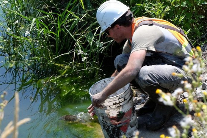 Biologist Dan Stuart releases a painted turtle at Harmony-Farewell Iroquois Beach Provincially Significant Wetland. Blackbird Infrastructure Group, the consortium responsible for building the 407 extension to Highway 115, relocated six turtles from a man-made pond that needed to be drained as part of the construction.