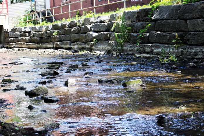 Low water levels in Jackson Creek in downtown Peterborough in 2016. (Photo: Karen Halley / GreenUP)