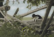 For the second year in a row, Subaru car commercials have been filmed at farms in The Kawarthas area