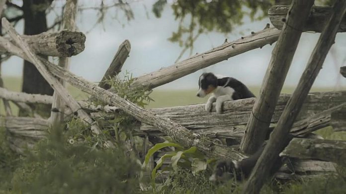 For the second year in a row, Subaru car commercials have been filmed at farms in The Kawarthas area