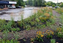 This rain garden, installed by GreenUP at Wireless Solutions on Landsdowne Street in 2015, has the capacity to divert 200,000 litres of rainwater. The eight rain gardens installed in The Avenues as part of the Rain Ready Peterborough program will have the capacity to divert approximately 320,000 litres of rainwater, roughly the volume of six tanker trucks. (Photo: GreenUP)