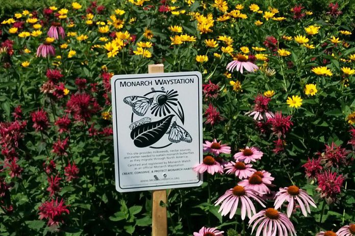 A garden on Rogers Street in Peterborough's East City that's an official "waystation" for the Monarch butterfly, because it provides milkweeds, nectar sources, and shelter needed to sustain Monarchs as they migrate through North America. (Photo: Bruce Head / kawarthaNOW)